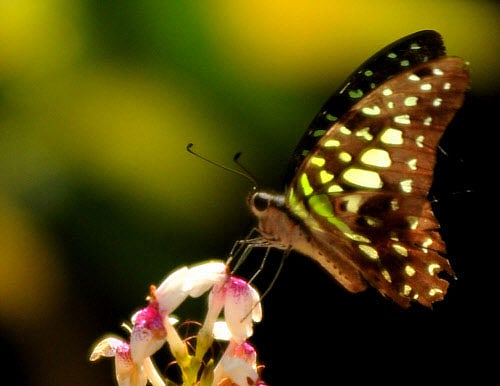 In a groundbreaking research, scientists have for the first time changed the colour of a butterfly's wings - from brown to violet - in the lab. DH photo
