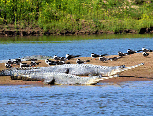 A brave nine year-old boy in the US fought off a nine foot-long alligator by grabbing its jaws to free himself after the animal sank its teeth into him. PTI file photo for representation only