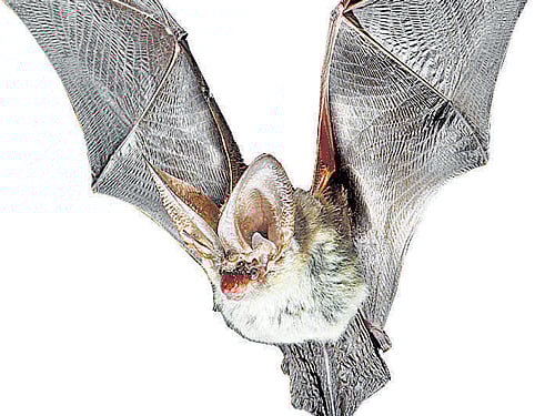 A mouse-eared bat.