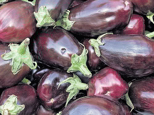 Research has revealed high levels of toxicity in the Bt crops.