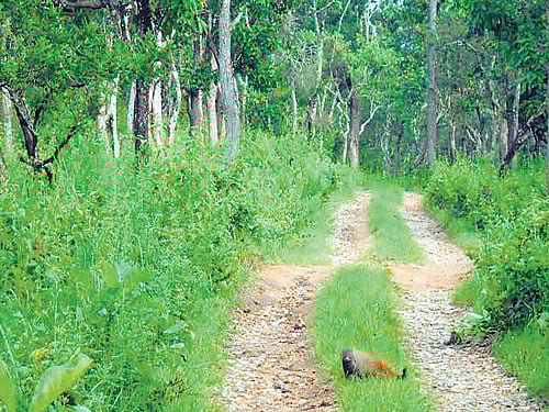 The treks will cover all types of rocky terrains and green rainforest areas.