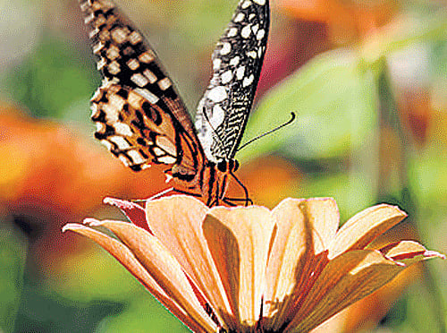 Butterflies can evolve new colours rapidly and simply by tweaking the structures of their wings, a new study says.