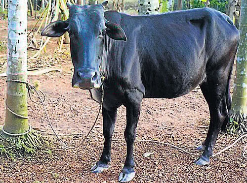 Kasargod dwarf cattle. FILE PHOTO