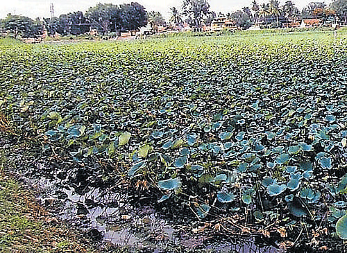 Lakes in Mandya and Malavalli taluks have been infested with aquatic weeds, as water from KRS reservoir is yet to reach water bodies. DH PHOTO