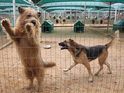 Dogs generally seem to be cheerful, happy-go-lucky characters, but according to a new study some pooches are distinctly more pessimistic than others. AP file photo