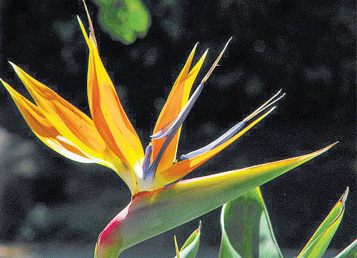 Creative 'Bird of Paradise' by Ranjini Kamath.