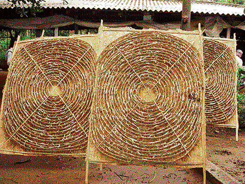 smooth & shiny Rearing of silkworms under process.