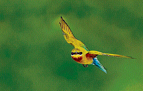 Nisha Purushothaman's stunning photograph of wildlife.