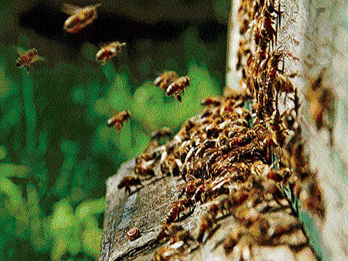 While managed honeybees do the lions' share of the pollinating that interests farmers, economists, and policymakers.INYT Photo