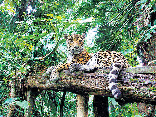 Study in progress to gather data on leopard population