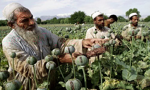 Afghan farmers collect raw opium as they work in a poppy field in Khogyani district of Jalalabad, east of Kabul, Afghanistan. Afghanistan's opium production surged in 2013 to record levels, despite 12 years of international efforts to wean the country off the narcotics trade, according to a report released Wednesday by the U.N.'s drug control agency. AP photo