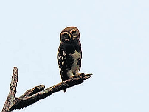 Forest Owlet. DH photo