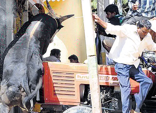 The quiet city of Tumakuru was on Monday witness to a bull rage, that had its residents literally on the run. DH photo