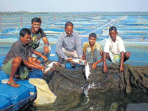 Pangasius fish which is being freshly harvested at the backwater of KRS, in Srirangapatna taluk, Mandya district, will be on sale at the fish stalls at Paduvarahalli and Kukkarahalli lake, in Mysuru, from today. DH photo