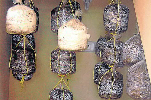 Toxic mushrooms may hold secrets to tackling deadly diseases as researchers have discovered that the fungi could help in the production of medicines capable of curing disease without the patient suffering any side effects.DH File Photo.