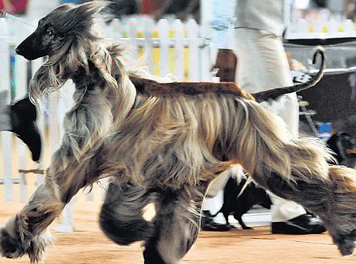 Some of the dogs which attended the show. DH PHOTOS BY BK JANARDHA