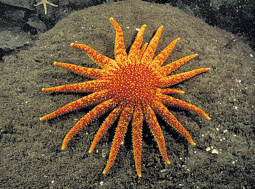 viral attack The linchpins of our fragile ecology, starfishes are the latest victims of a deadly virus. Sadly, there is nothing that we can do, reports Jane J Lee