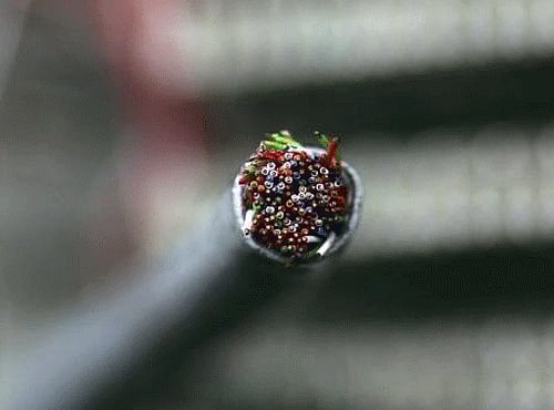 Researchers from University of Southampton have revealed a breakthrough in optical fibre communications. Reuters file photo