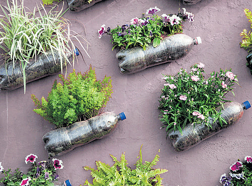 VARIETYAmix of annual plants can offer a colourful gardening solution.