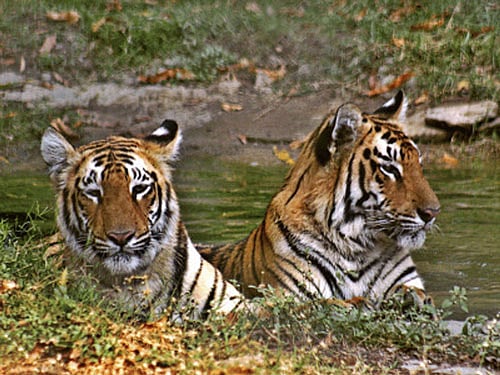 The population of endangered Siberian tigers has gone up by 105 this year, bringing their total number to over 1,000 at a tiger park in China's northeast Heilongjiang Province. A total of 105 Siberian tiger cubs, were born in 2014, the park said. PTI file photo
