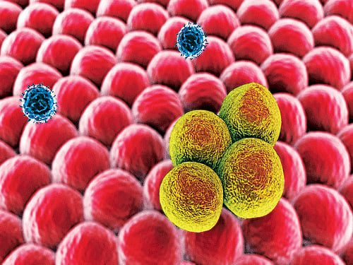 Neonatal hepatitis B vaccination can significantly reduce the risk of liver cancer and other liver diseases in young adults, says a study.Image courtesy: INYT