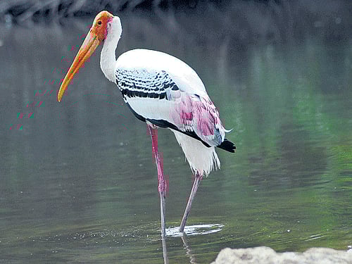 bird affair Bird genomes are only about one-third the size of mammals.