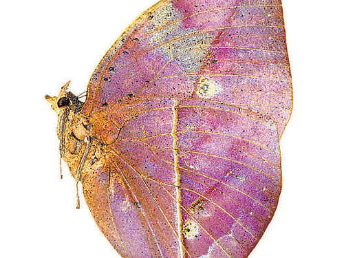 in disguise A dead leaf butterfly.