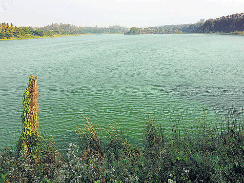 A TREASURE  Kukkarahalli Lake in Mysuru.  Photo by author.
