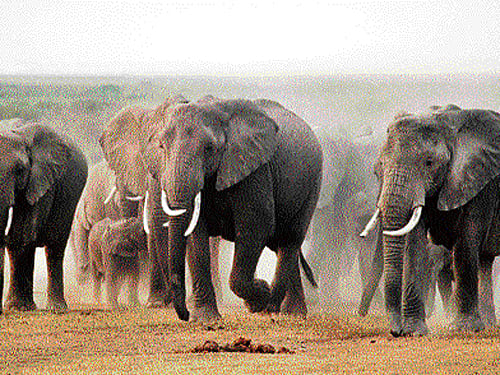 In an alarming admission, the Centre has told the Supreme Court that at least 88 wild animals, mostly elephants, sambar, boar and endangered ones like rhino, were poached by drawing lines from high tension wires running over wildlife sanctuaries and national parks.