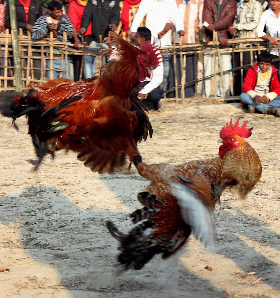 The Supreme Court on Monday upheld the ban order on cock fight imposed by the High Court of Judicature at Hyderabad in December. PTI file photo