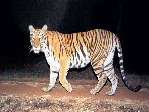 elusive cats A camera trap shot of a tiger; (below) setting up of camera traps. photos by ullas karanth/wcs