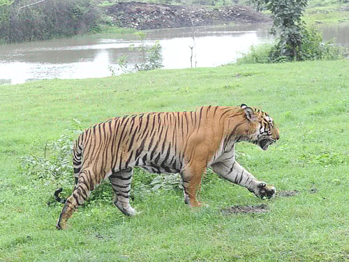 Tiger population in the country is estimated to be around 2,226, a rise of over 30 per cent since the last count in 2010.DH File Photo