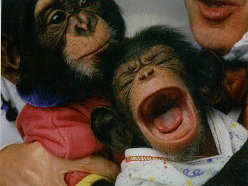 Climate change has threatened the population of the planet's most endangered chimpanzee sub-species, researchers report.DH File Photo For Representation