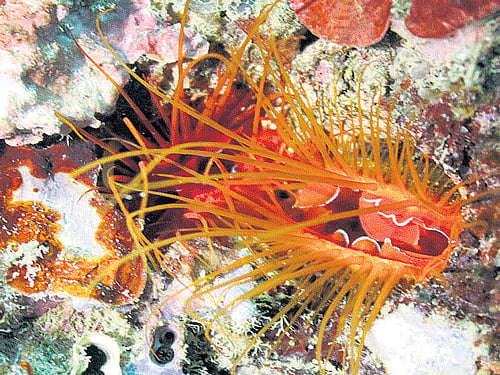 shiny lights A disco clam in the sea.