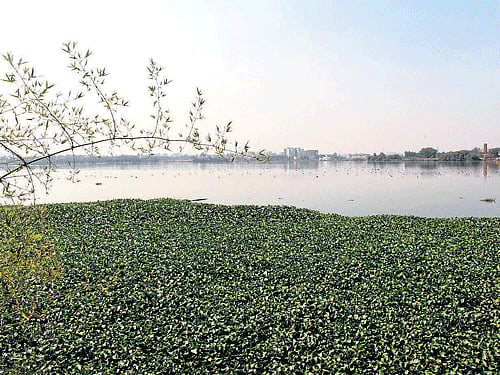 Once a delight for nature lovers, Ele Mallappa Shetty is now struggling for its existence.