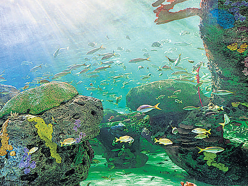 Scholars at the University of Sheffield have warned of the increasing risk to marine life of extinction.