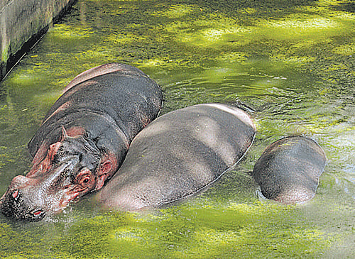 Watering holes are fast drying up at the Bannerghatta Biological Park.