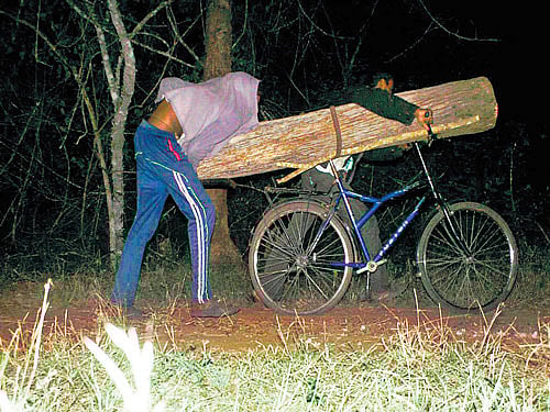 Naveen Kumar, a law student, and his brother Sathish, residents of HD Kote taluk, were caught on camera carting away the felled teakwood. DH Photo
