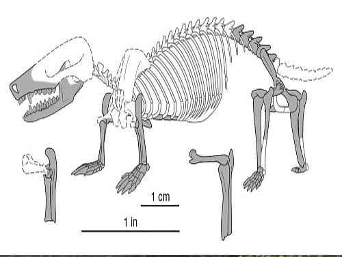 Researchers from the University of Chicago and China's Beijing Museum of Natural History have discovered fossils of two mammals that lived more than 160 million years ago and which exhibited characteristics that demonstrate their ability to adapt to their ecological habitats since the early stages of their evolution. Skeletal  reconstruction of Docofossor brachydactylus is shown in this image courtesy of University of Chicago. Reuters photo
