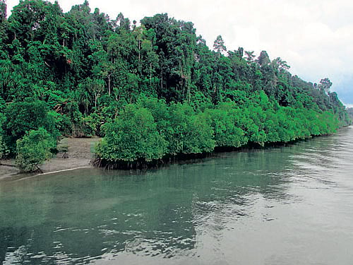 Mangroves