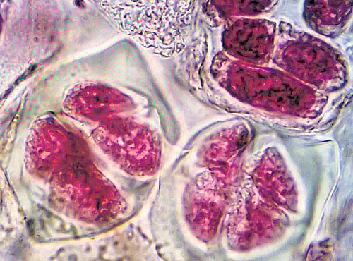 Initially, finches were classified based on physical characteristics.