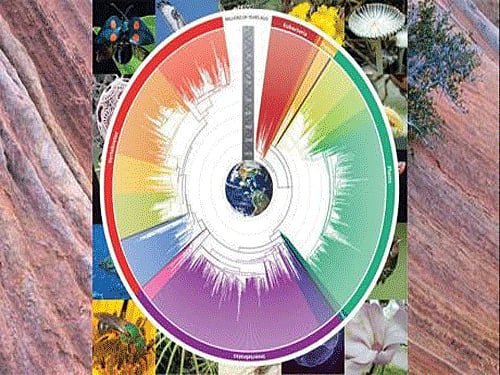 The TimeTree of Life. The app allows users to see when their common ancestor with cane toads lived. Photo: TIMETREE