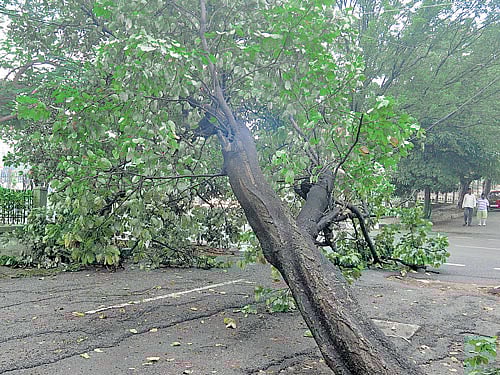 The National Green Tribunal has rapped authorities for damaging trees while carrying out "unscientific deconcretisation" in the capital. Dh file photo