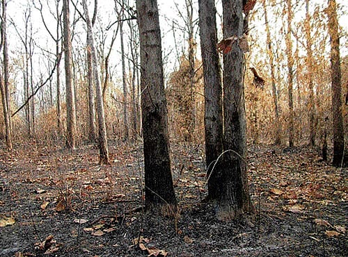 COOPERATION A forest destroyed by fire. (Below) Youngsters join hands in putting out a forest fire. PHOTOs Courtesy WCF