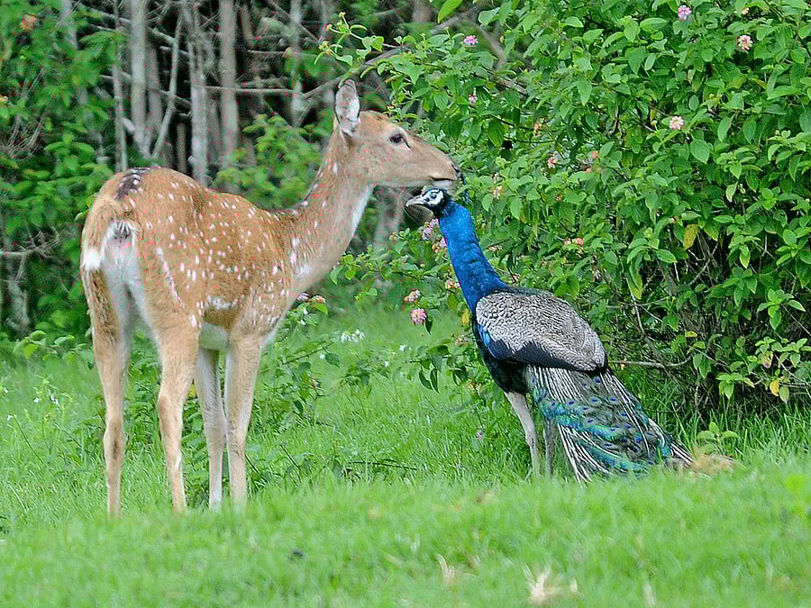 Following attack by a pack of stray dogs, one-year-old female deer was found dead in the city on Thursday.