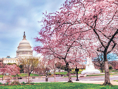 Nature's best A view of the Jefferson Memorial surrounded by cherry trees.
