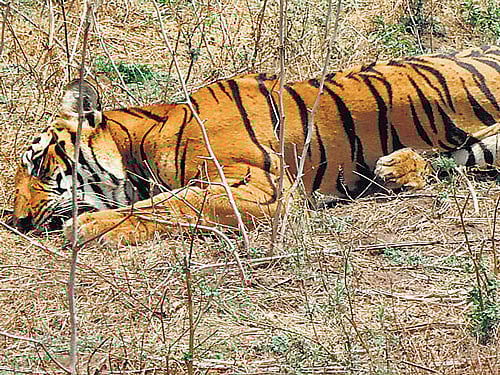 Forest department personnel capture a tiger by tranquilising the animal that had strayed out of the forest near the Nagarahole national park inMysuru district on Thursday. DH photo