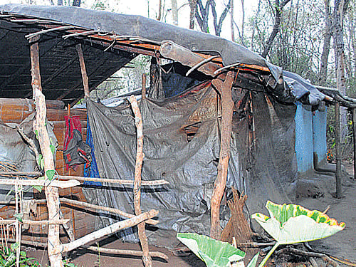 The pathetic condition of housesowned by tribals at Chennangi Basavanahalli near Gonikoppa.The coffee plants getting driedowing to non availability of water. DH PHOTOS