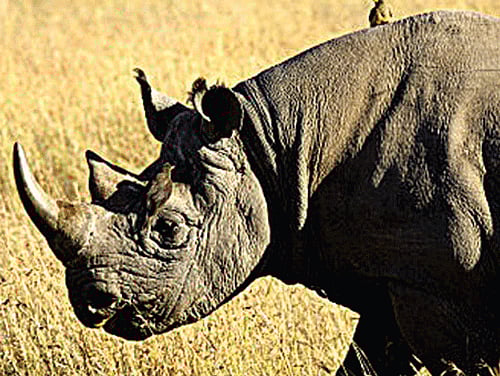 One-horned rhino numbers rise to 2,401