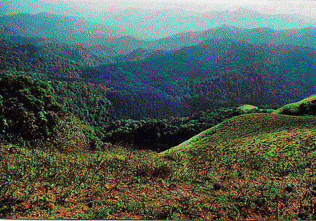 Six Western Ghat states have to submit ground survey before the Centre decides on notifying the ESA. DH File Photo